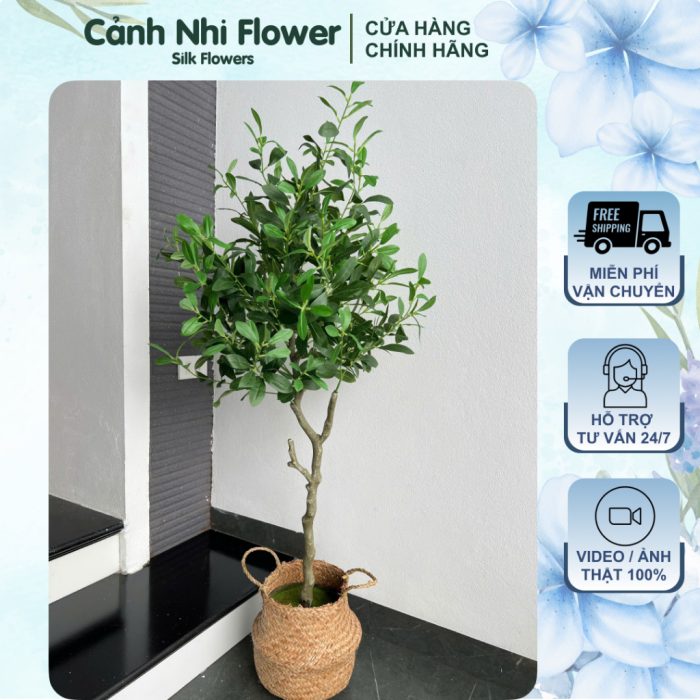 Cây ôliu giả, lá xanh, cây cao 130cm - CN Flower