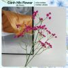 Hồng cánh sen