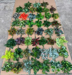 Cụm lá bé