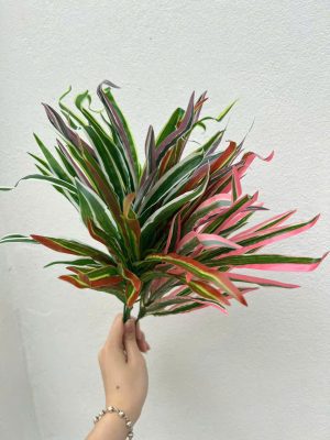 Cụm lá kim