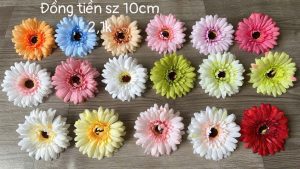 Cúc đồng tiền - 50 bông