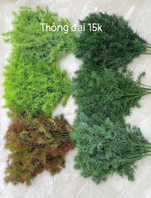 Thông đại