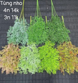 Tùng nho