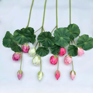 Sen búp dài