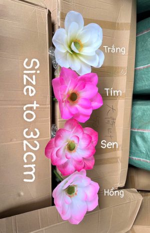 Sen cao su 3D size to