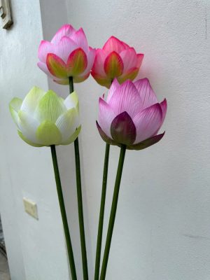 Hoa sen