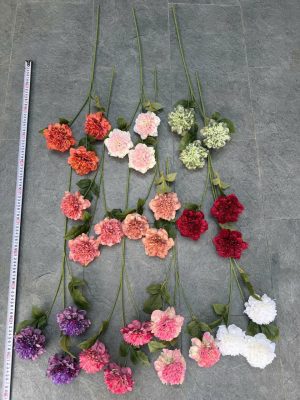 Cành Cẩm chướng khô