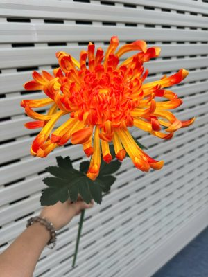 Cành Cúc bỉ ngạn 25cm