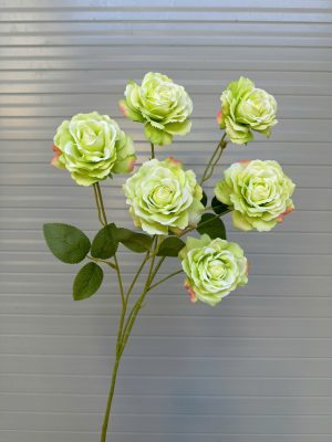 Cành Hồng rosa