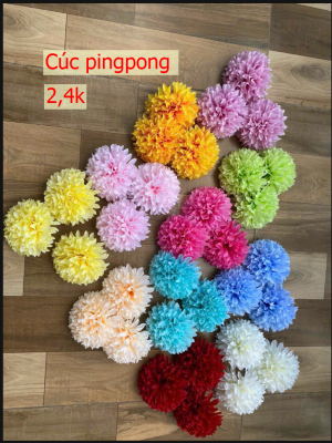 Cúc pingpong - 50 bông