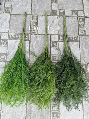 Liễu loại 1
