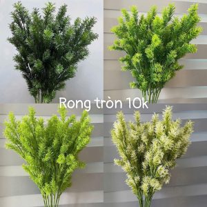 Rong tròn