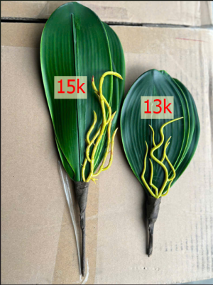 Lá lan rễ to