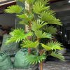 Cây cọ cổ thụ 1m9