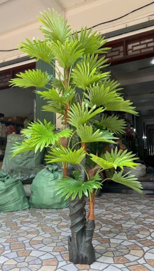 Cây cọ cổ thụ 1m9