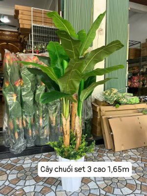 Cây chuối set 3 cao 1,65 m