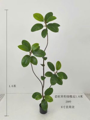 Cây đa ấn độ (cây đa búp đỏ)