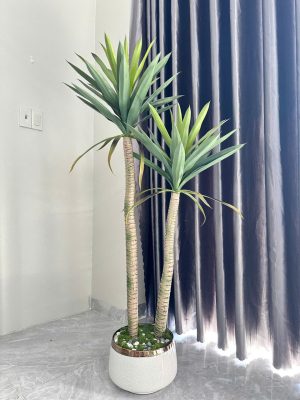 Cây phát tài núi set 2 cao 1,6m