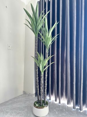 Cây phát tài núi set 3 cao 1,9m