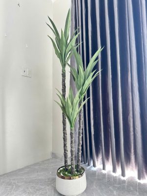 Cây phái tài núi set 3 cao 1,6m