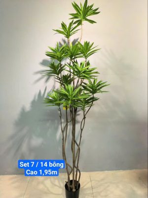 Cây Thiên Trúc Set7, cao 2m, 14bông