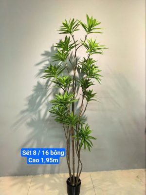 Cây Thiên Trúc set8, cao 2m, 16bông
