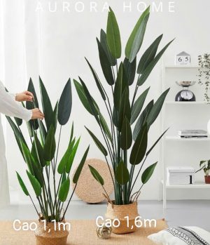 Cây chuối cảnh (cây dong riềng)