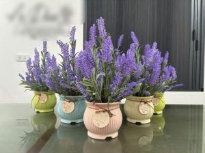 Cụm Oải hương hàng nhập