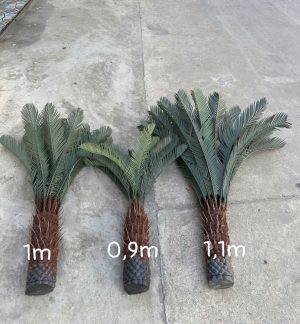 Cây vạn tuế hàng cao cấp sẵn 3 size