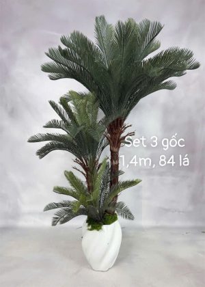 Cây vạn tuế set 3