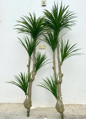 Cây huyết rồng