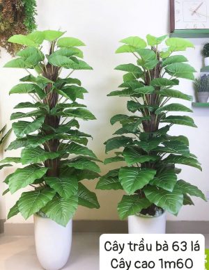 Cây trầu bà 63 lá