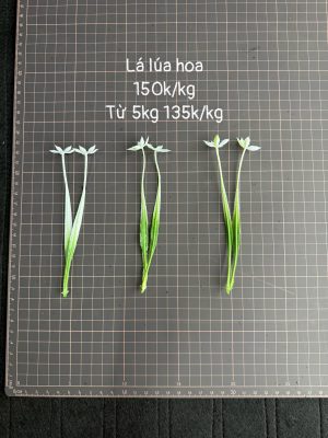 Lá lúa hoa