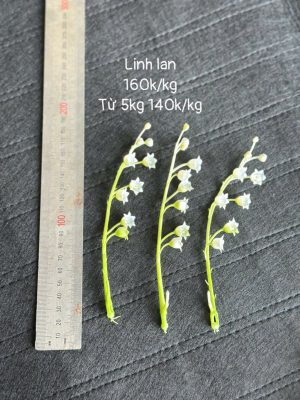 Linh lan