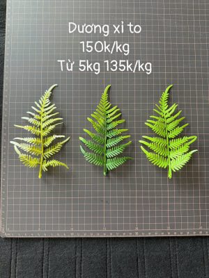 Dương sỉ to