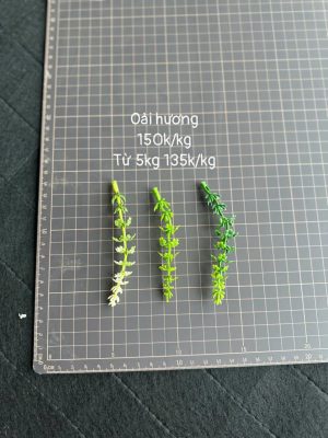 Oải hương