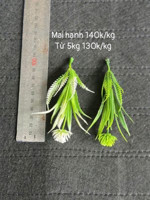Mai hạnh