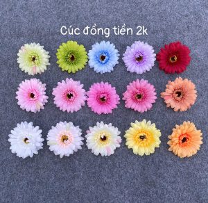 Cúc đồng tiền - 50 bông