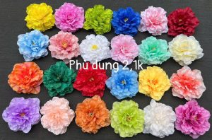 Phù dung - 50 bông