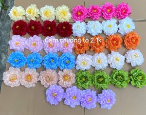 Cẩm chướng to - 50 bông