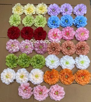 Cúc dược - 100 bông