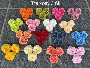 Trà xoáy - 50 bông
