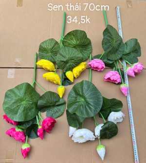 Sen thái 70cm (hàng việt)