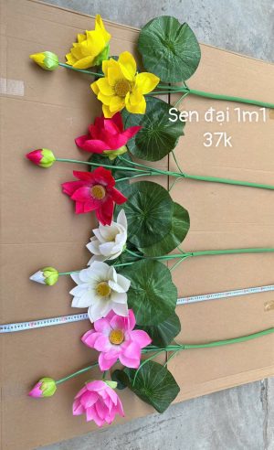 Sen đại 1m1 (hàng việt)