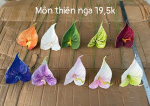 Môn thiên nga