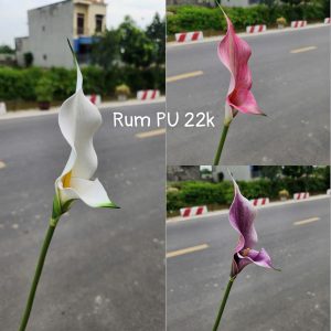 Rum Pu