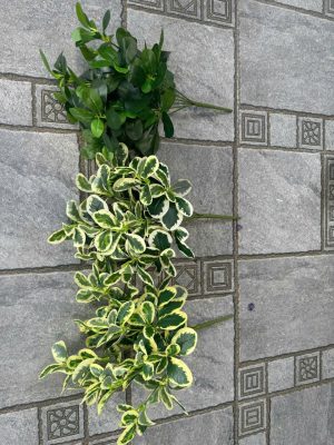Cụm lá sữa