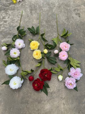 Mẫu đơn tăm vip